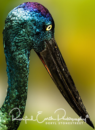 FineArt_REP0377