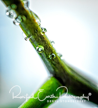 FineArt_REP0361