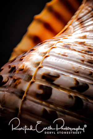 FineArt_REP0348