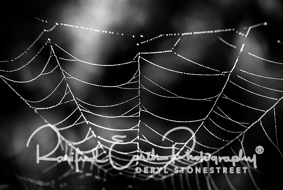 Spider's Gems FineArt_REP0254