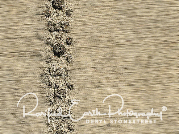 Track FineArt_REP0236