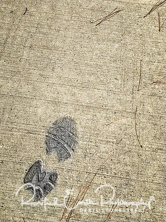 Oops FineArt_REP0238