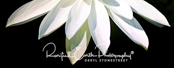 FineArt_REP0252