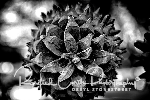 Argentina_REP0032_B_W