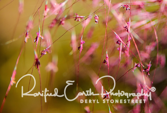 Muhly Grass FineArt_REP0247_crop