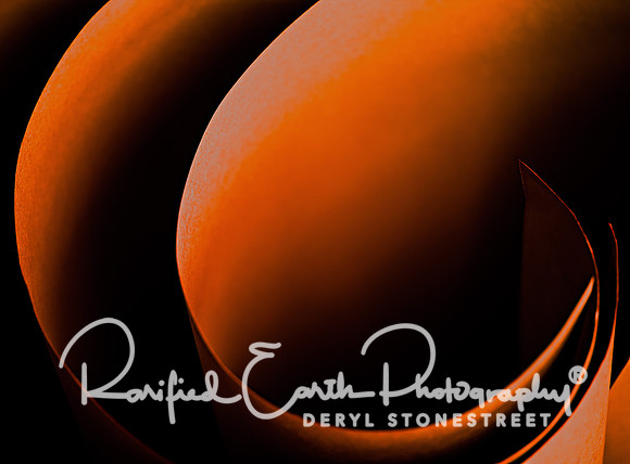 FineArt_REP0355