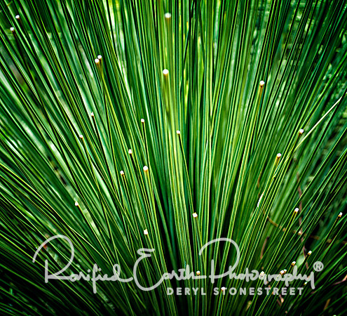 FineArt_REP0371
