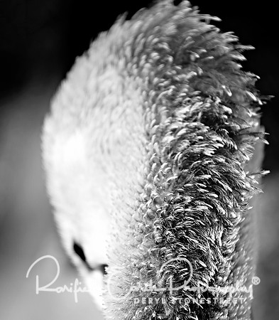 Pelican FineArt_REP0226