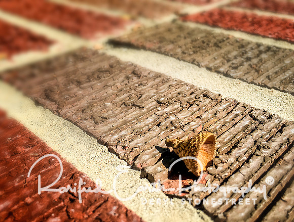 Acorn's Hat FineArt_REP0256