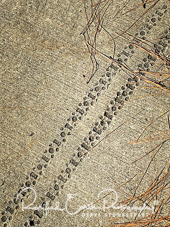 Tracks FineArt_REP0235
