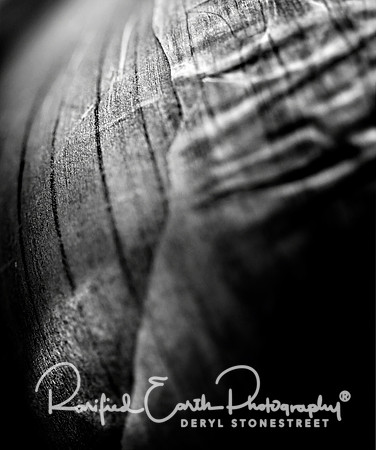 FineArt_REP0362
